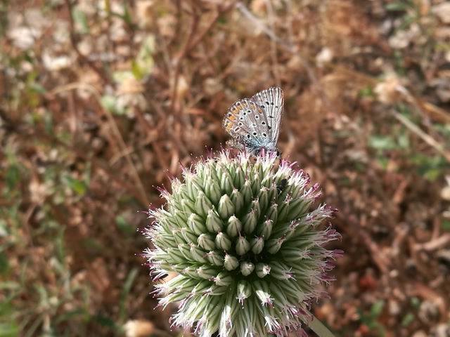 Polyommatus celinus